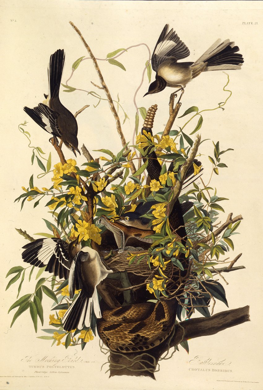 Az északi gúnymadár. Az Amerika madaraiból, 1827-1838. alkotó: John James Audubon