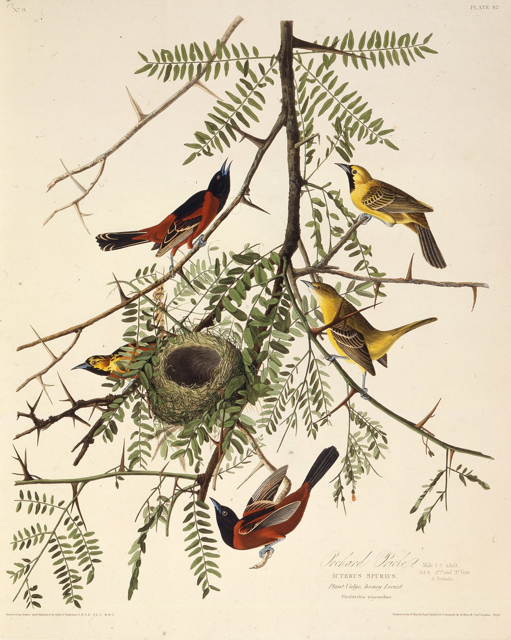 A gyümölcsös oriole. Az Amerika madaraiból, 1827-1838. alkotó: John James Audubon