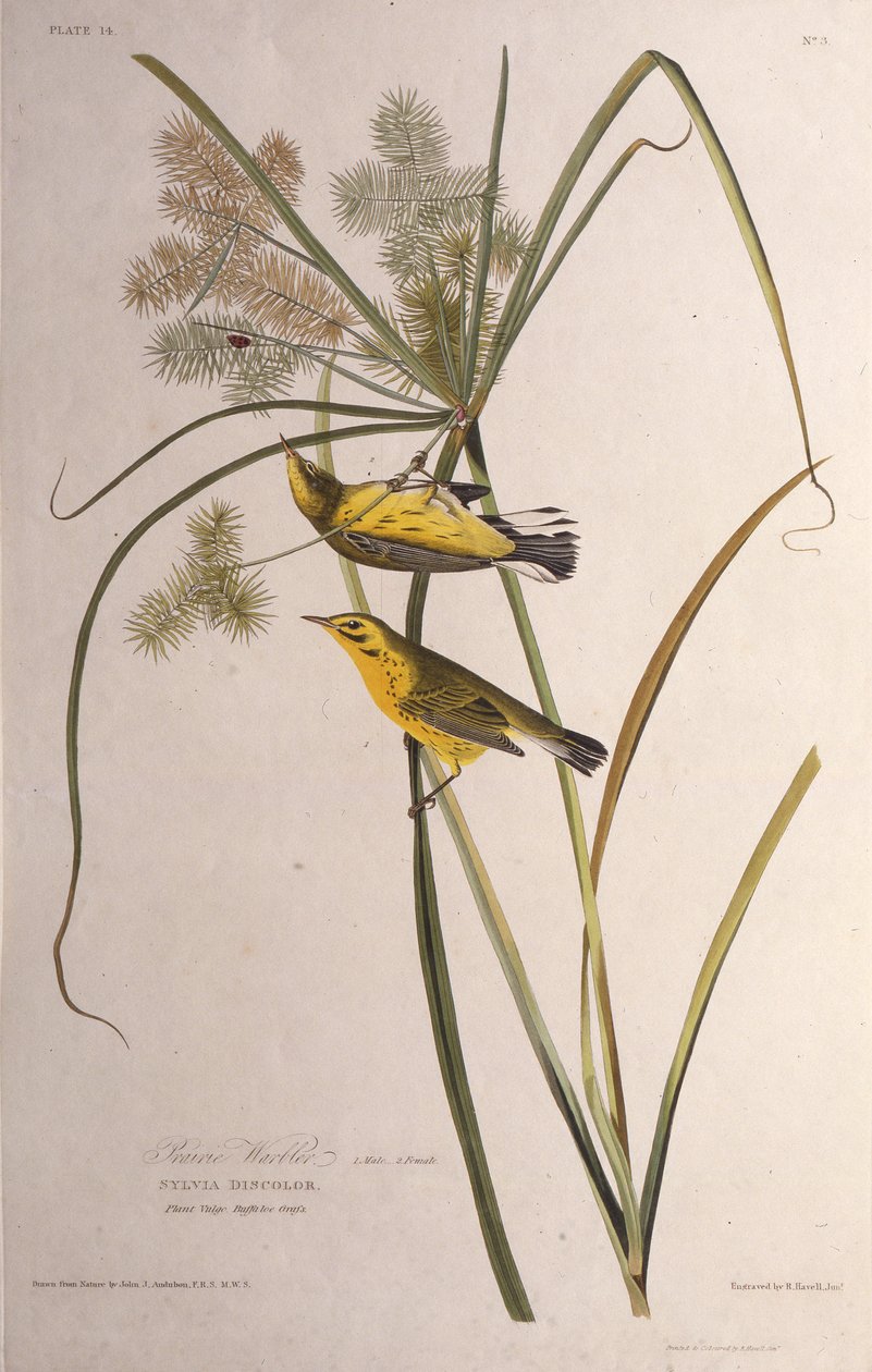A préri poszáta. Az Amerika madaraiból, 1827-1838. alkotó: John James Audubon