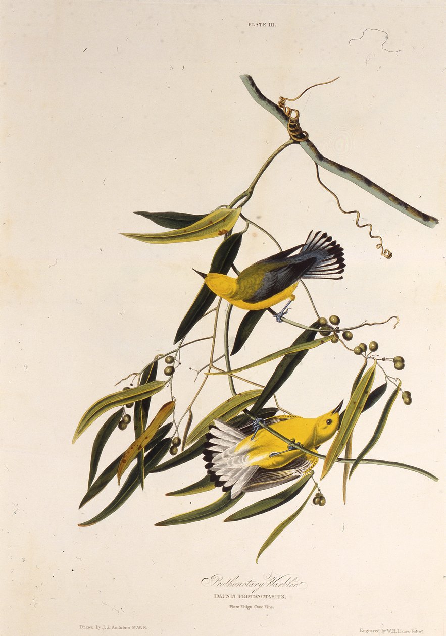 A protonotáris poszáta. Az Amerika madaraiból, 1827-1838. alkotó: John James Audubon