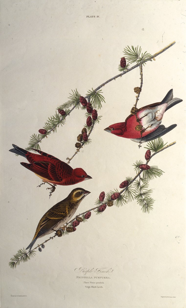 A lila pinty. Az Amerika madaraiból, 1827-1838. alkotó: John James Audubon