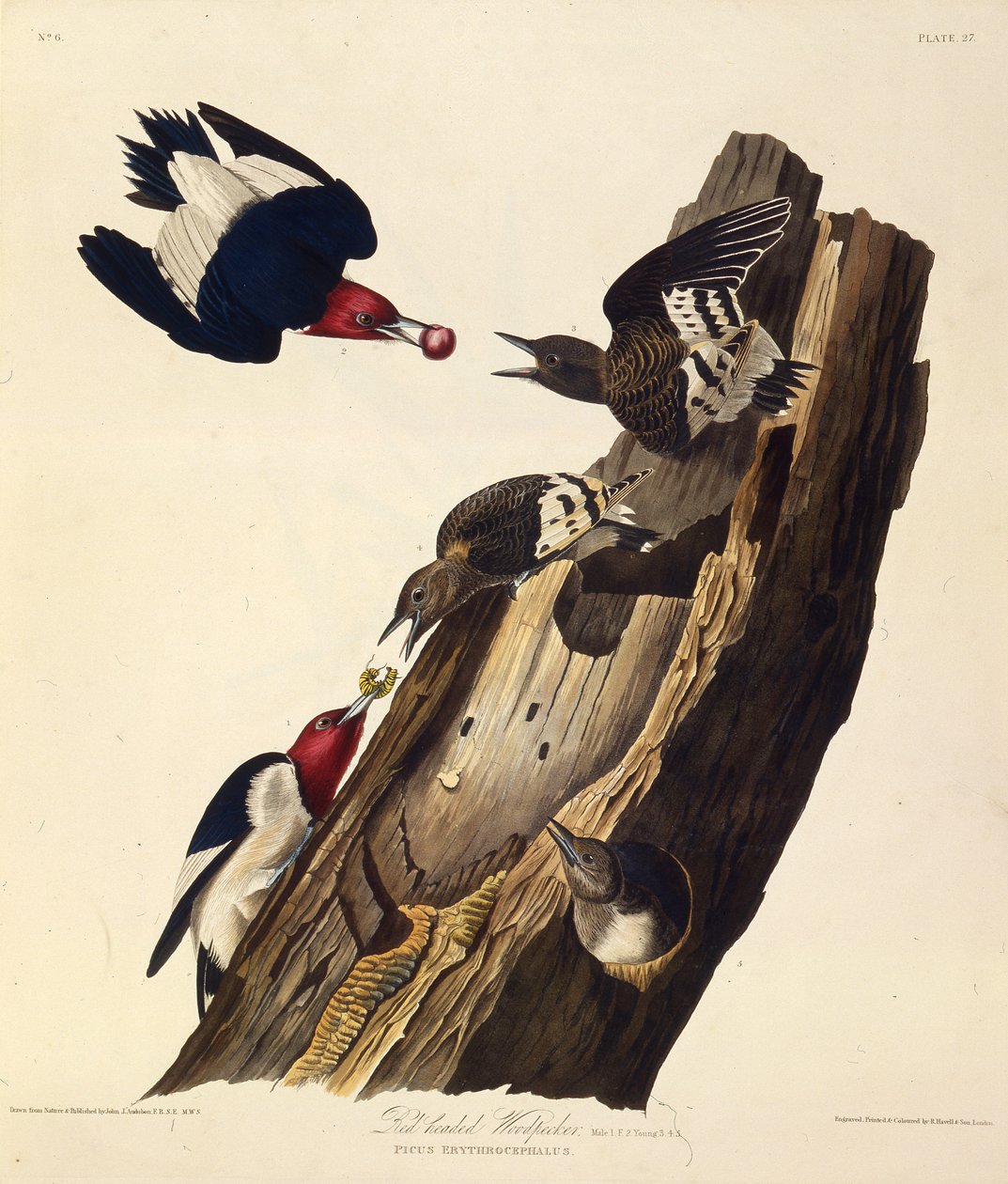 A vörösfejű harkály. Az Amerika madaraiból, 1827-1838. alkotó: John James Audubon