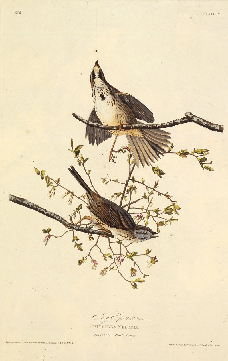 A dal veréb. Az Amerika madaraiból, 1827-1838. alkotó: John James Audubon