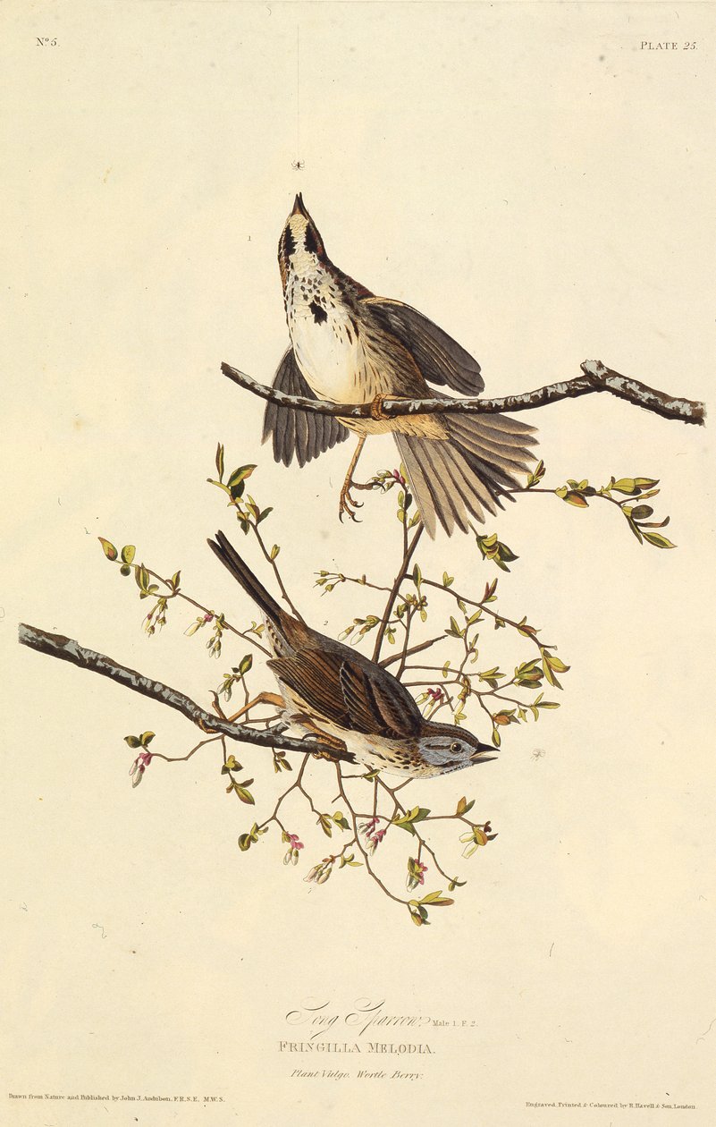 A dal veréb. Az Amerika madaraiból, 1827-1838. alkotó: John James Audubon