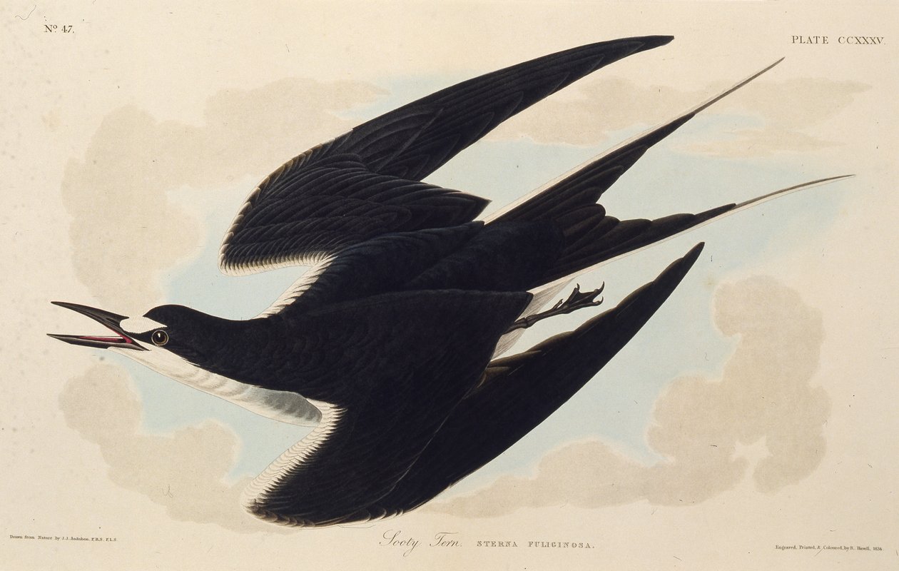 A kormos csér. Az Amerika madaraiból, 1827-1838. alkotó: John James Audubon