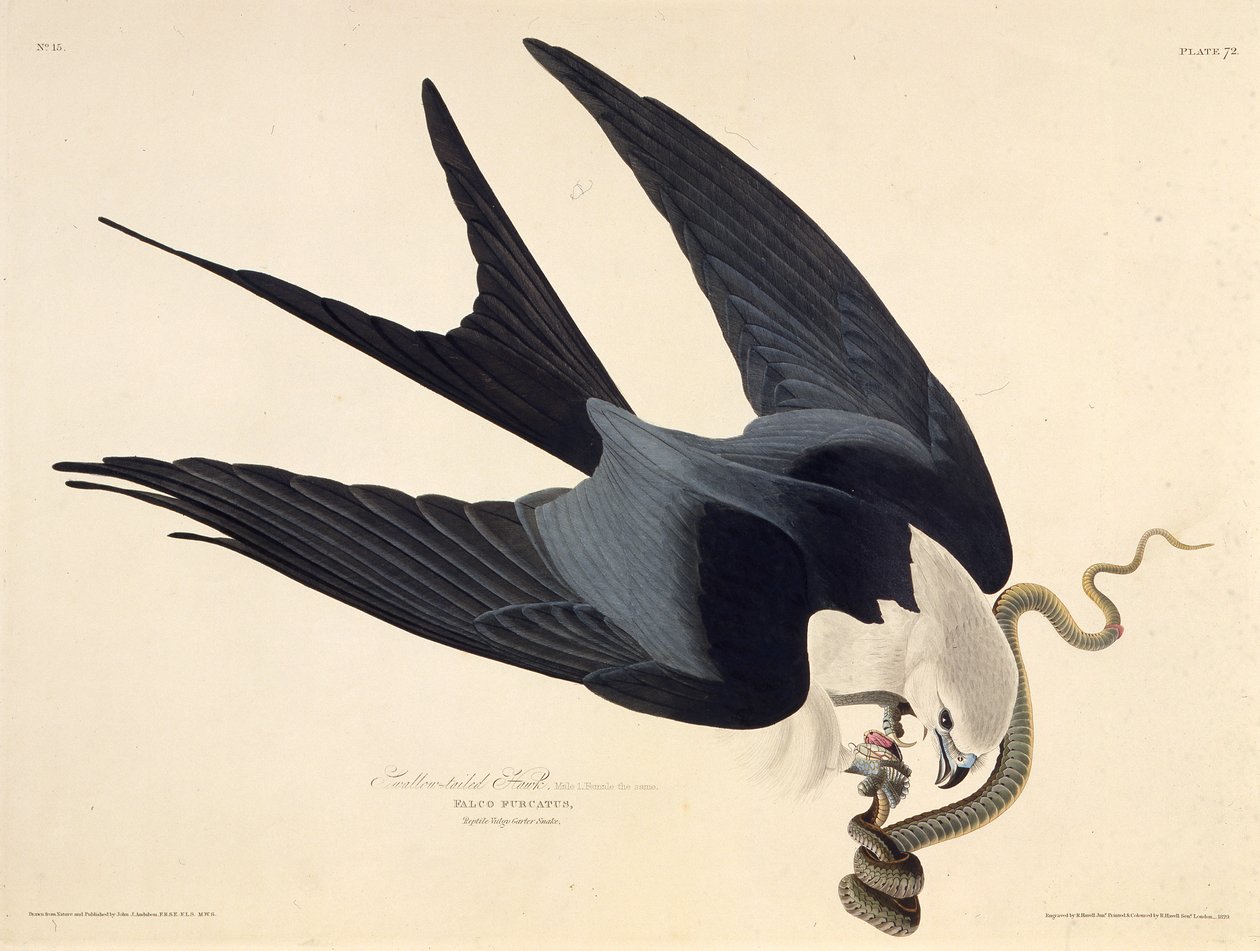 A fecskefarkú sárkány. Az Amerika madaraiból, 1827-1838. alkotó: John James Audubon