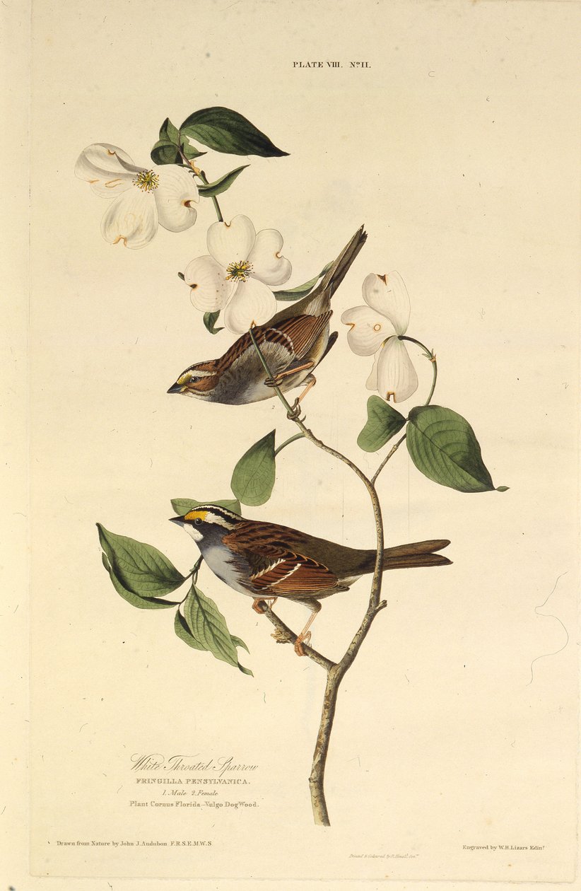 A fehértorkú veréb. Az Amerika madaraiból, 1827-1838. alkotó: John James Audubon