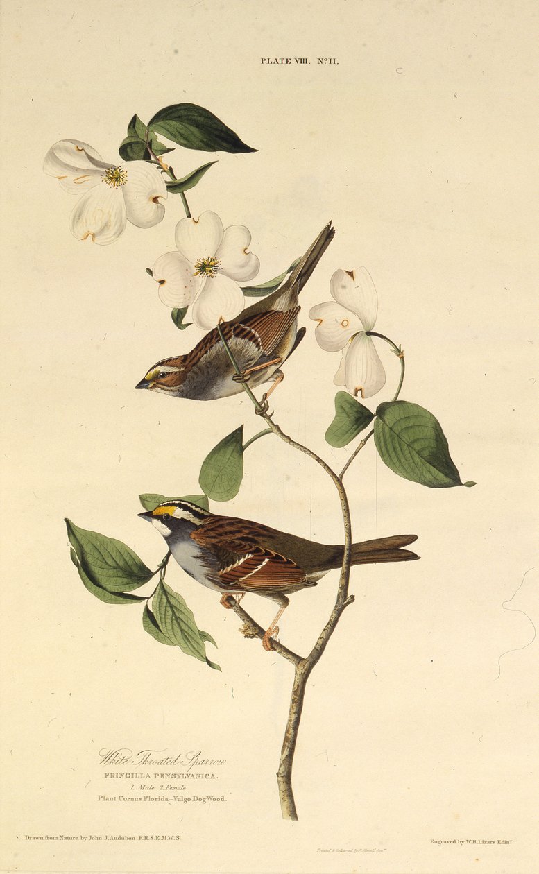 A fehértorkú veréb. Az Amerika madaraiból, 1827-1838. alkotó: John James Audubon