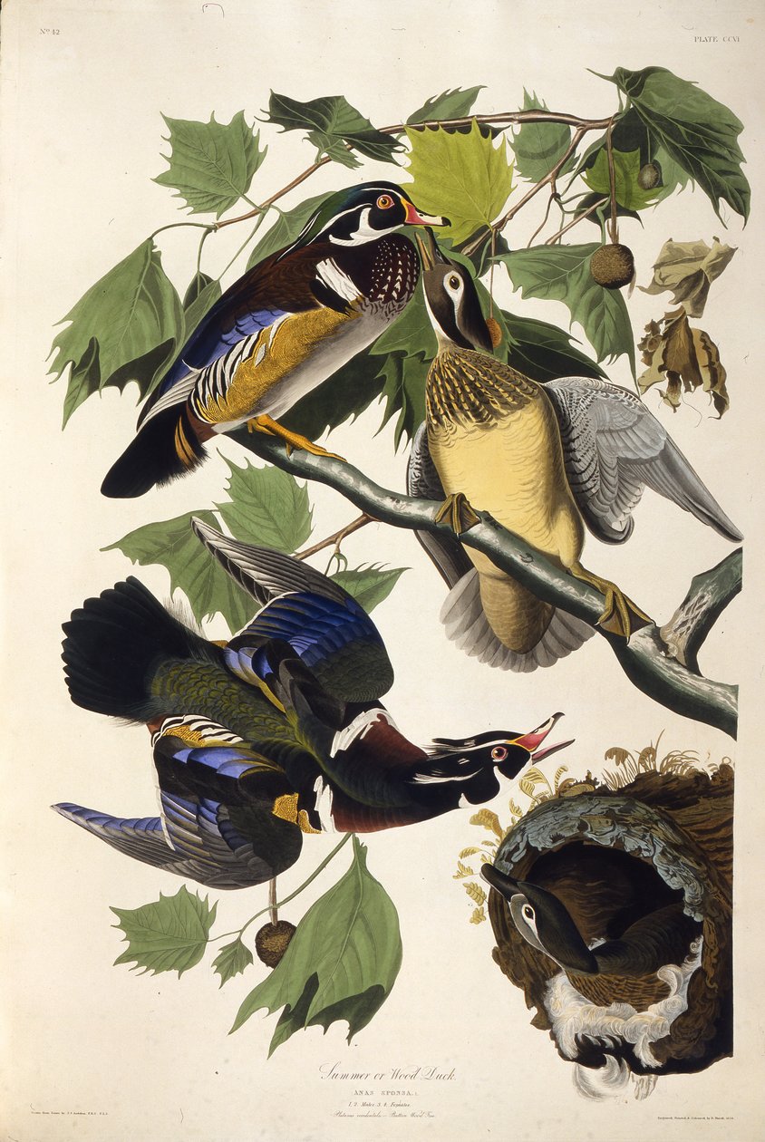 Az erdei kacsa. Az Amerika madaraiból, 1827-1838. alkotó: John James Audubon