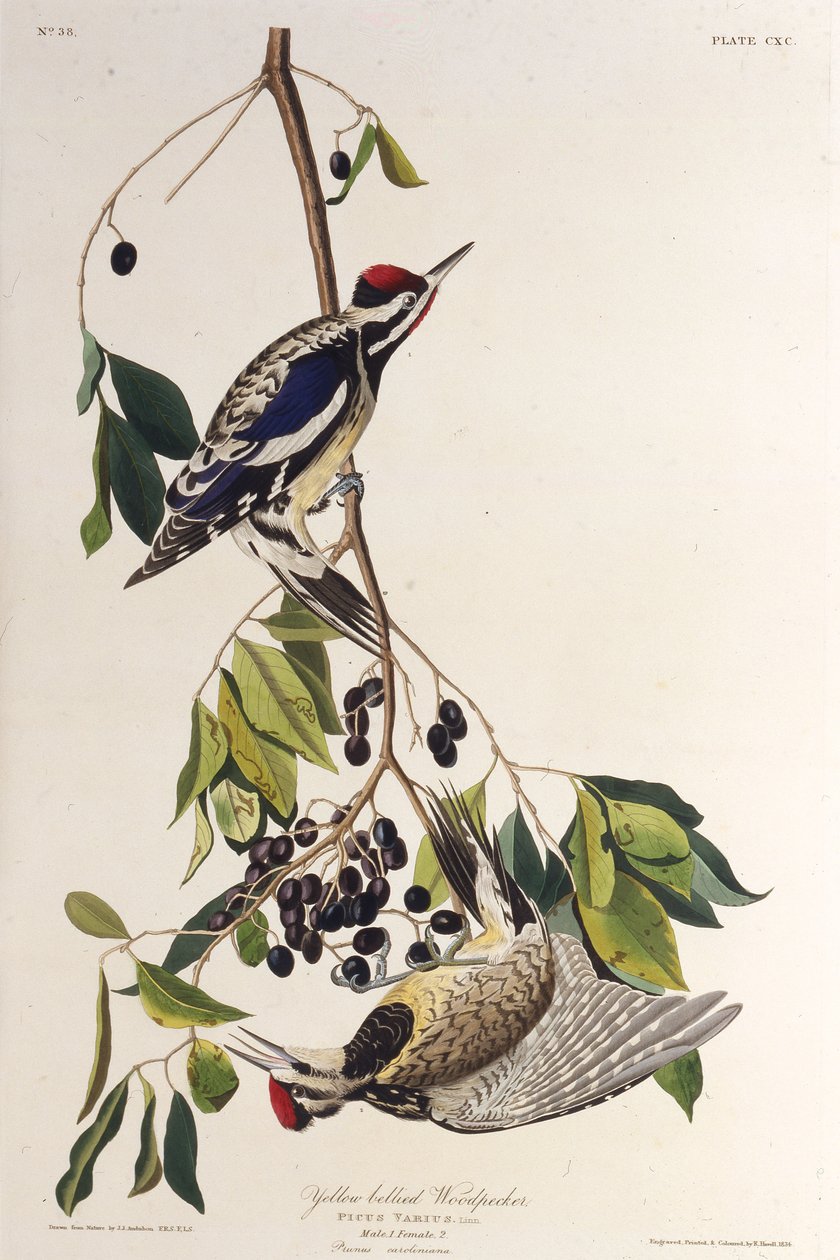 A sárgahasú szivacs. Az Amerika madaraiból, 1827-1838. alkotó: John James Audubon