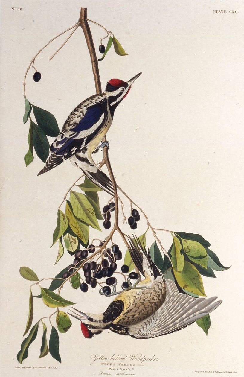 A sárgahasú szivacs. Az Amerika madaraiból, 1827-1838. alkotó: John James Audubon