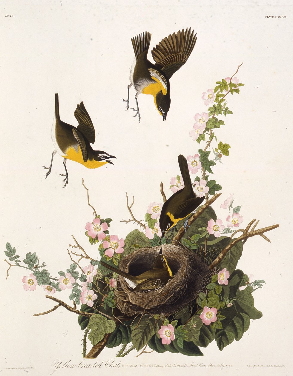 A sárgamellű csevegés. Az Amerika madaraiból, 1827-1838. alkotó: John James Audubon