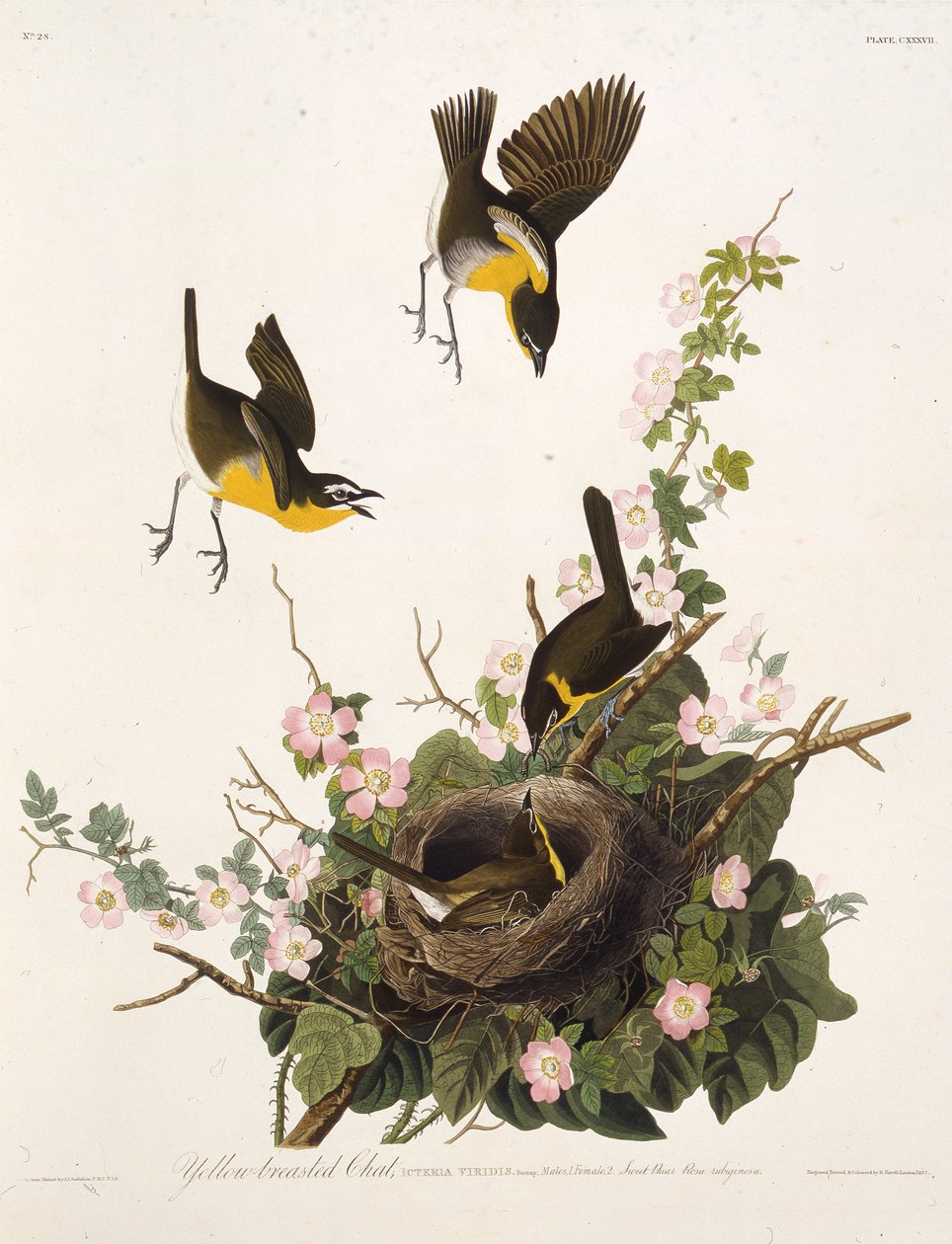 A sárgamellű csevegés. Az Amerika madaraiból, 1827-1838. alkotó: John James Audubon