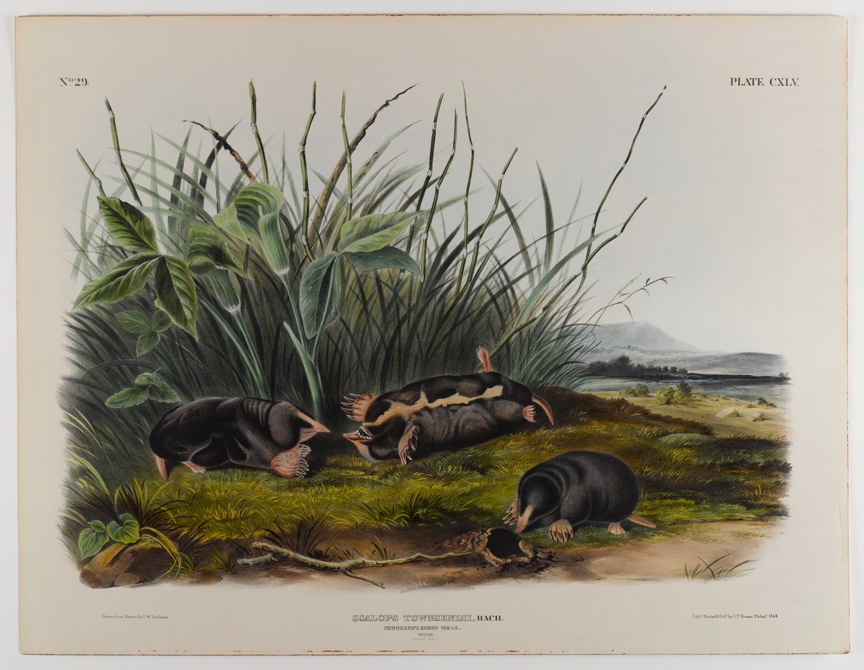 Townsends vakond alkotó: John James Audubon