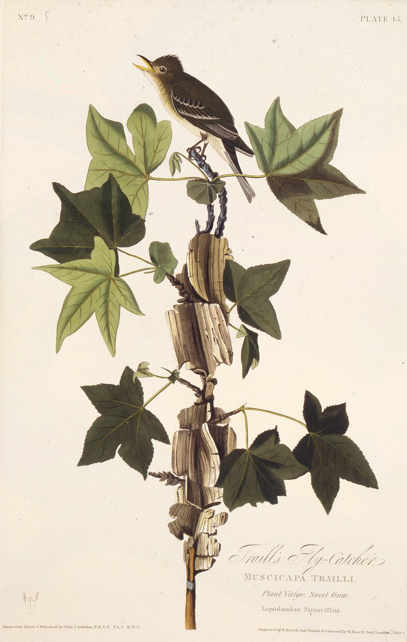 Trails légykapó. Az Amerika madaraiból, 1827-1838. alkotó: John James Audubon