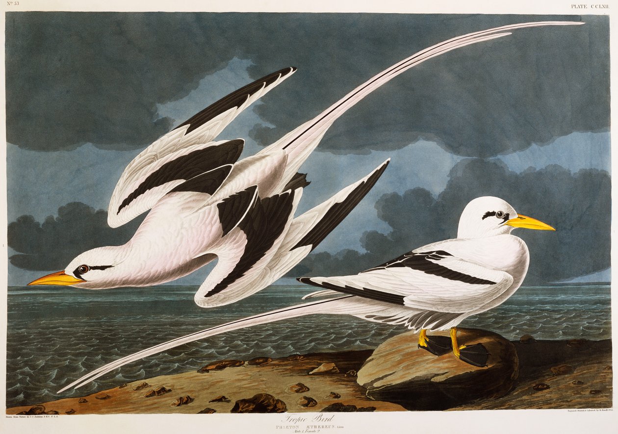 Trópusi madár alkotó: John James Audubon