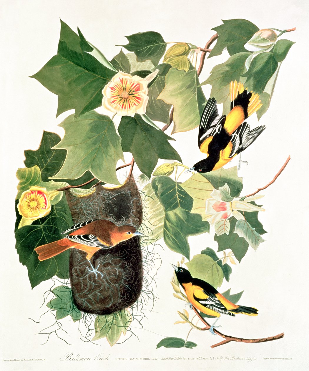 Tulipánfa: Liriodendron tulipifera, a "Birds of America"-ból alkotó: John James Audubon