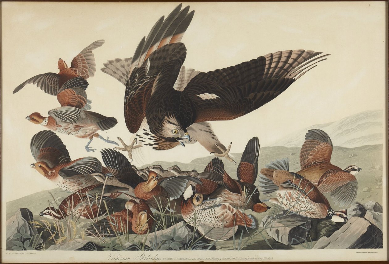 virginiai fogoly alkotó: John James Audubon