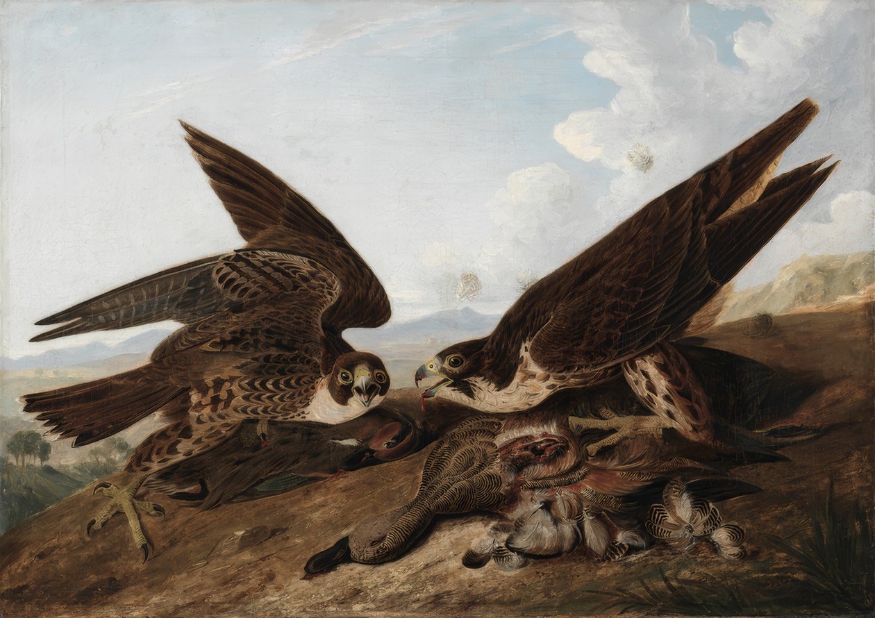 vándorsólymok (kacsasólymok) alkotó: John James Audubon