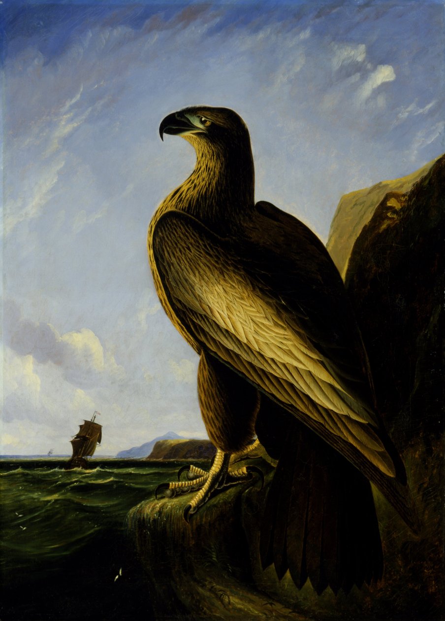Washington Sea Eagle alkotó: John James Audubon