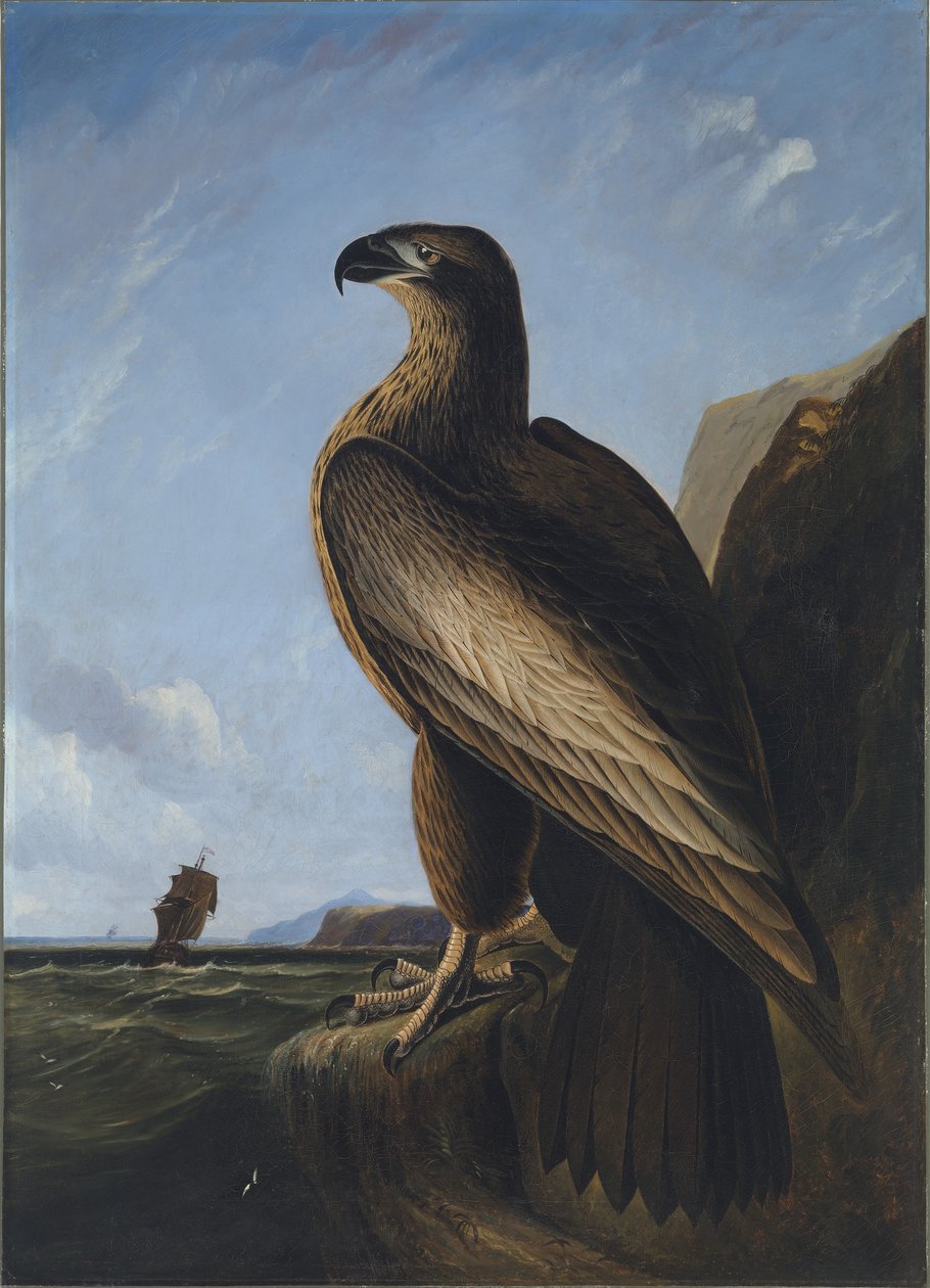 Washington Sea Eagle alkotó: John James Audubon
