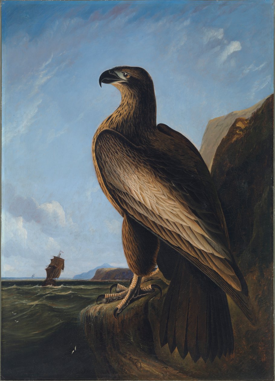 Washington Sea Eagle, kb. 1836-1839. alkotó: John James Audubon