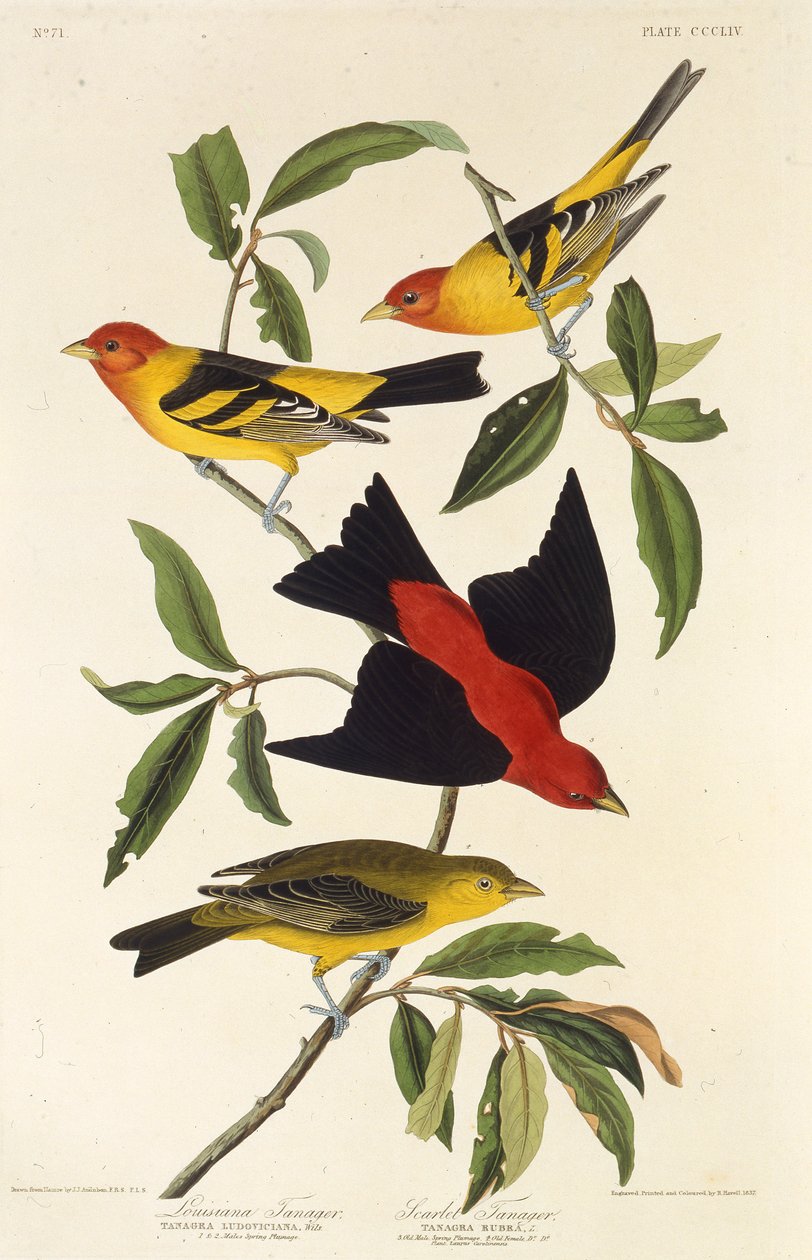 nyugati tanager. Skarlát tanager. Az Amerika madaraiból, 1827-1838. alkotó: John James Audubon