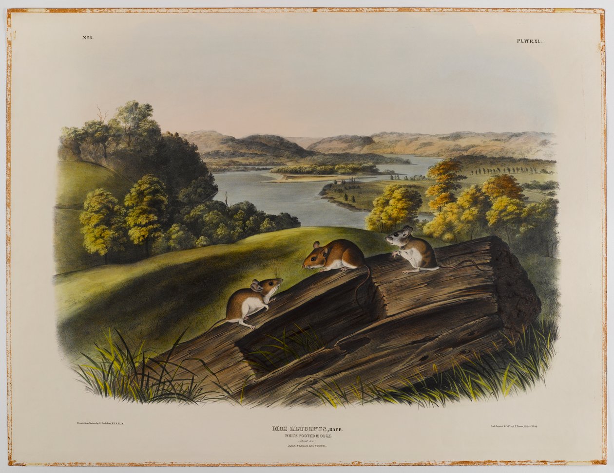 Fehérlábú egér alkotó: John James Audubon