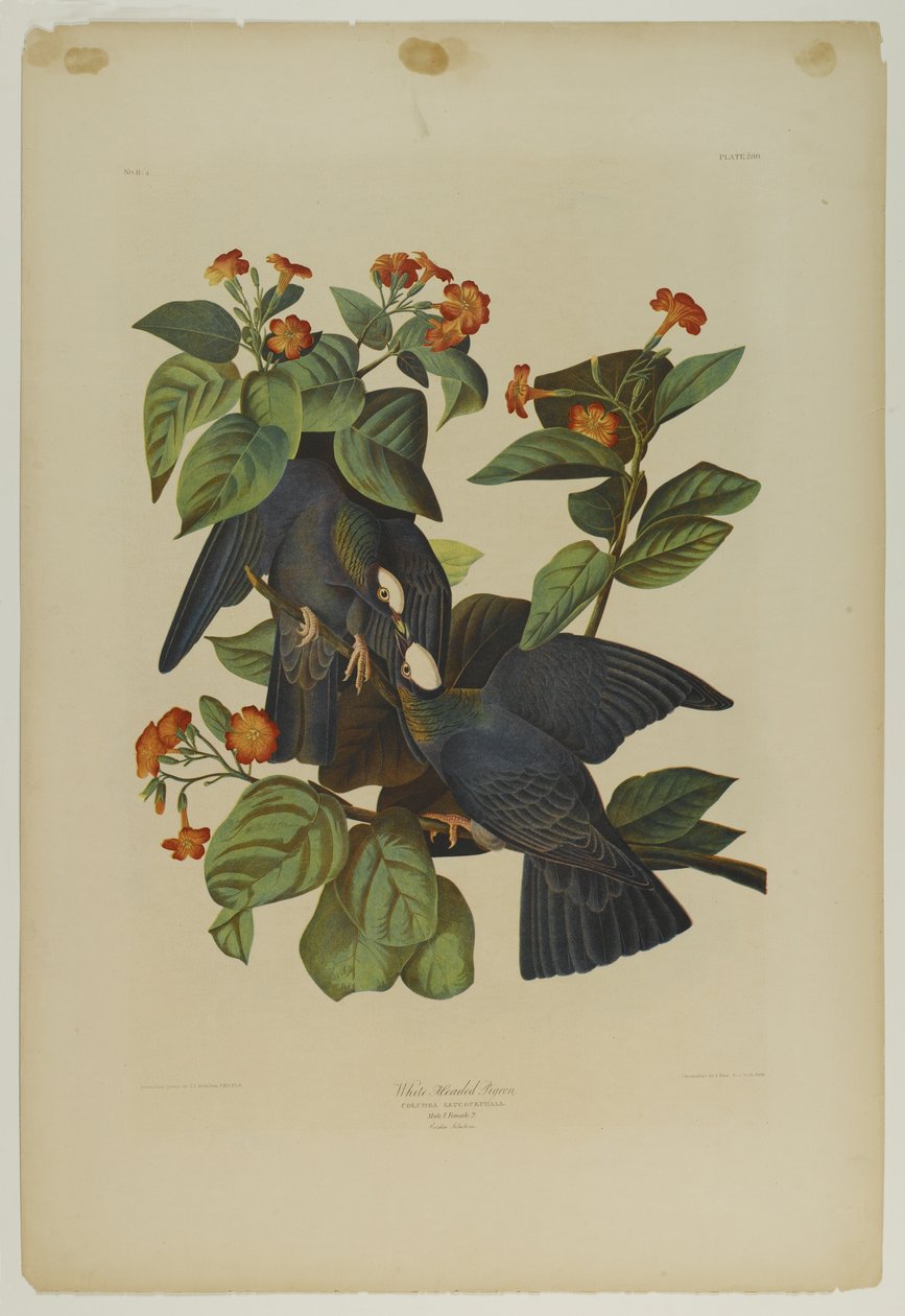 Fehérfejű galamb, nyomta Julien Bien és adta ki Roe Lockwood & Son, 1861 (kromolitográfia) alkotó: John James Audubon