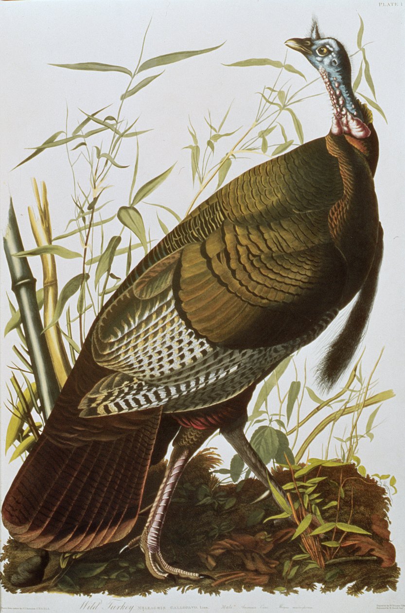Wild Turkey, az Amerika madaraiból, 1829-ben alkotó: John James Audubon
