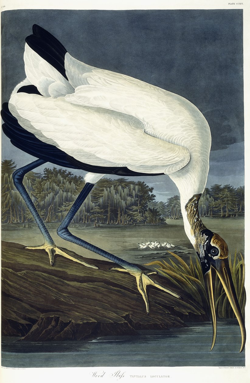 Wood Ibis, 1834 alkotó: John James Audubon