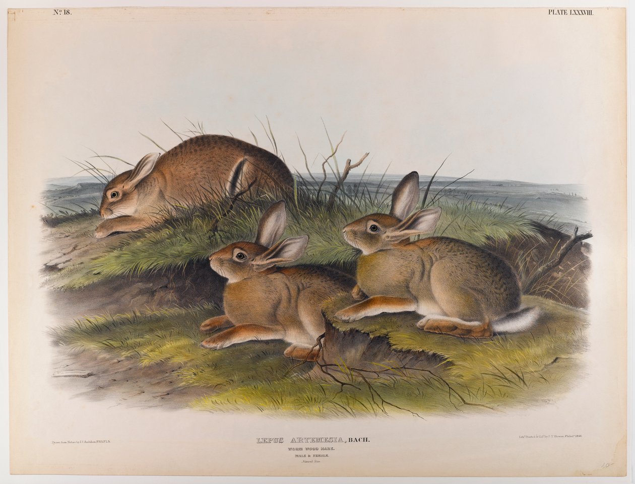 Féregnyúl alkotó: John James Audubon