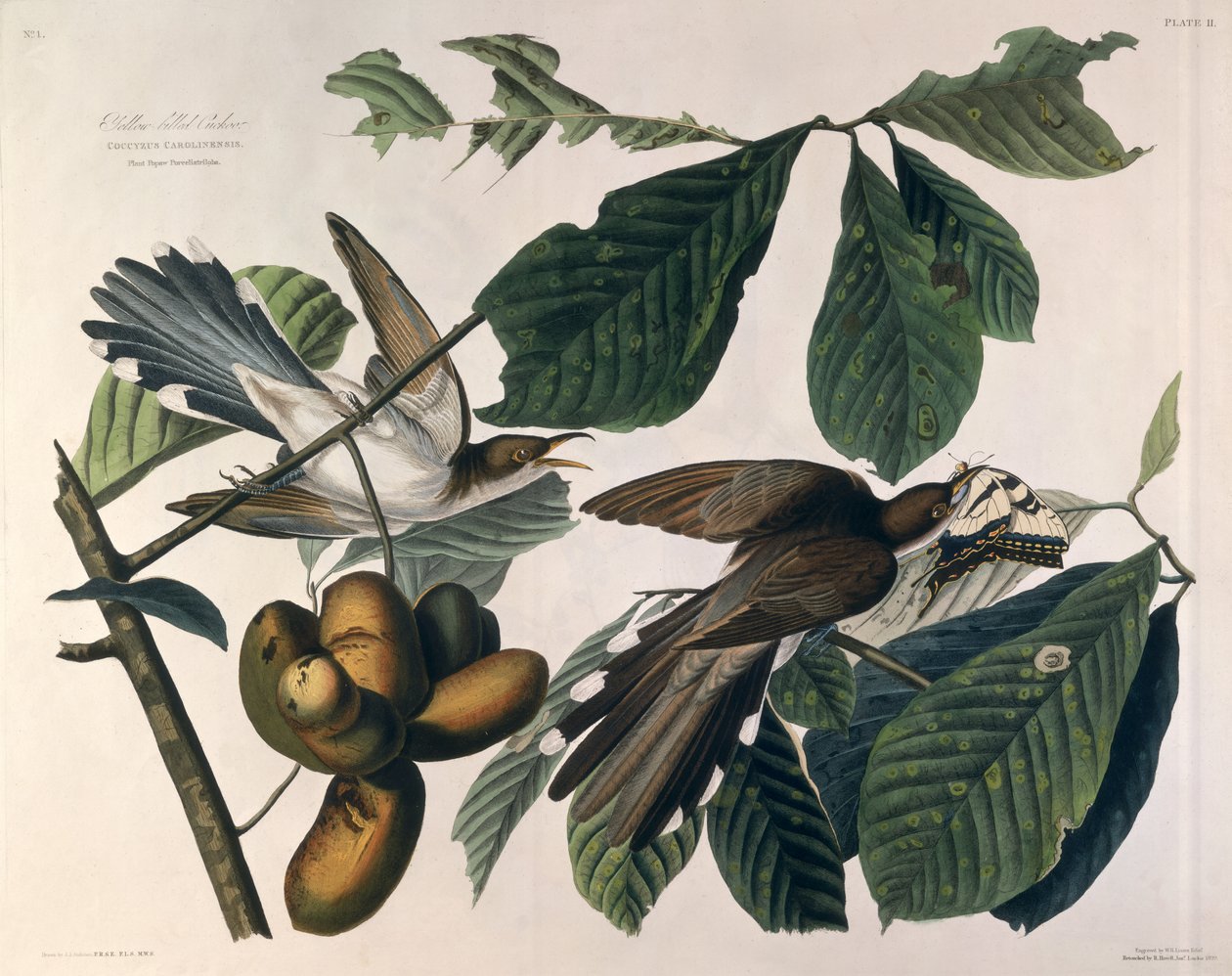 Sárgacsőrű kakukk, az Amerika madaraiból, William Home Lizars (1788-1859) metszet, Robert Havell (1793-1878) retusálta 1829 alkotó: John James Audubon