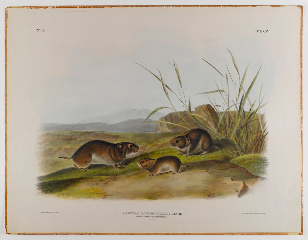 Sárgapofájú réti egér alkotó: John James Audubon