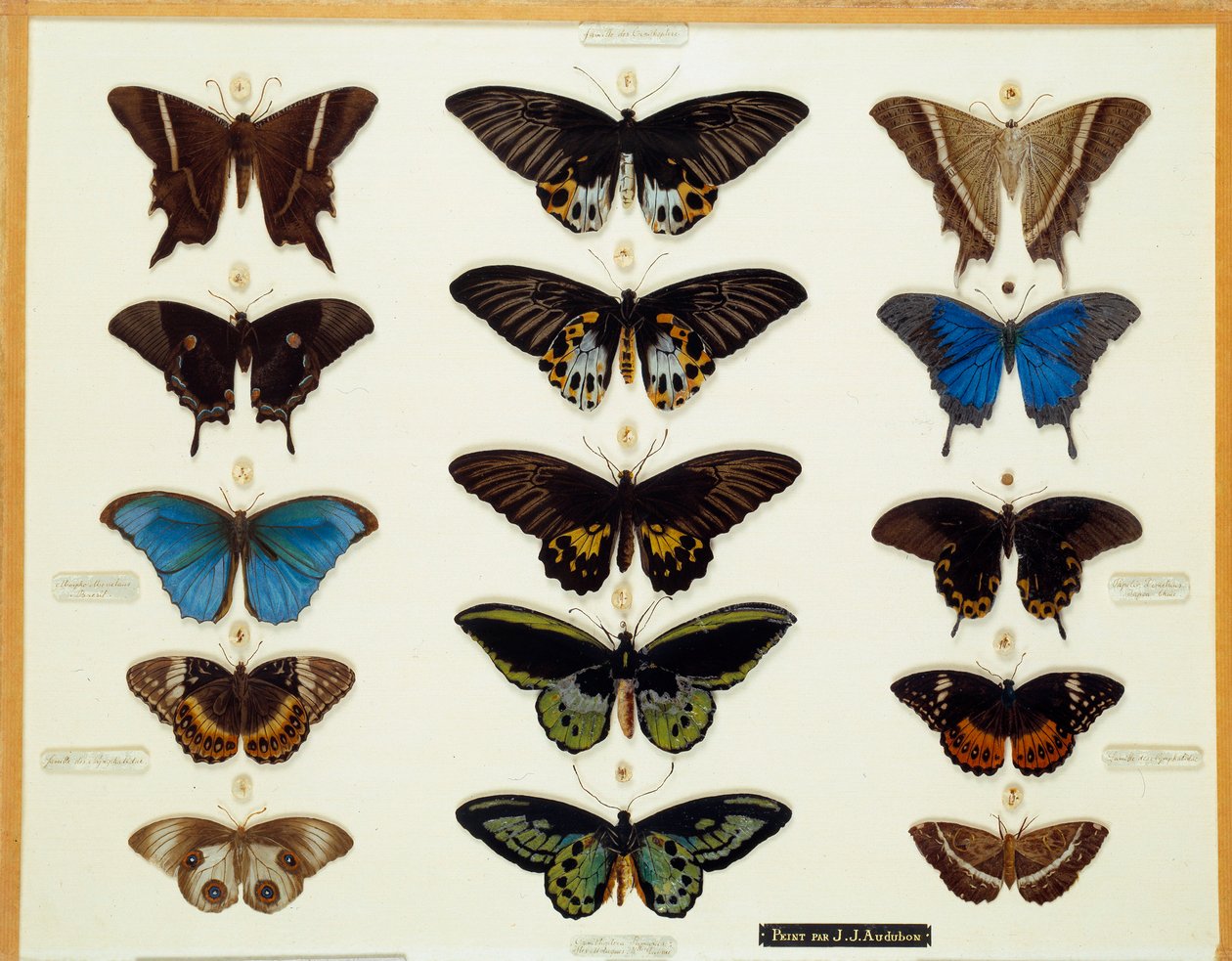 Állattan: John James Audubon (1780-1851) üvegre festett pillangók tányérja, 19. századi Brieux gyűjtemény alkotó: John James Audubon