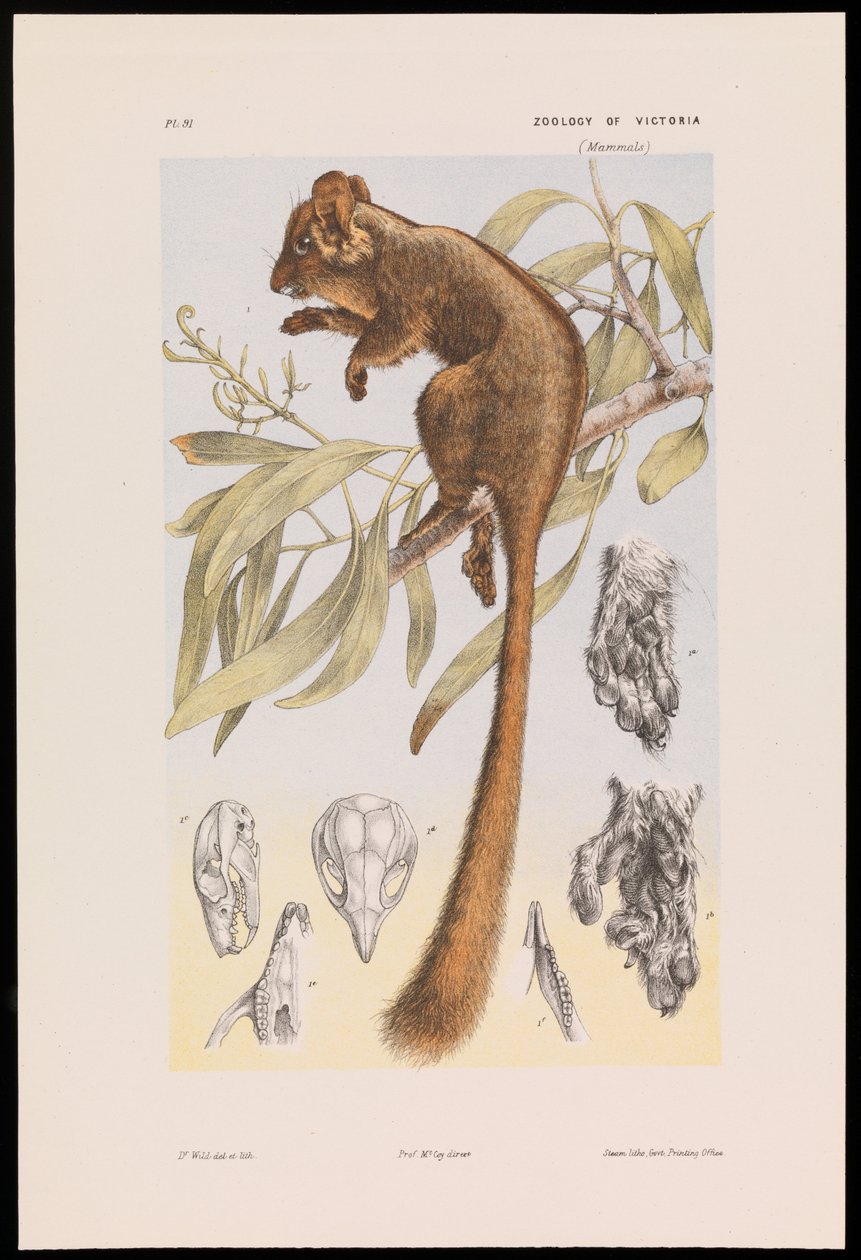 Leadbeater oposszum, Gymnobelideus leadbeateri alkotó: John James Wild