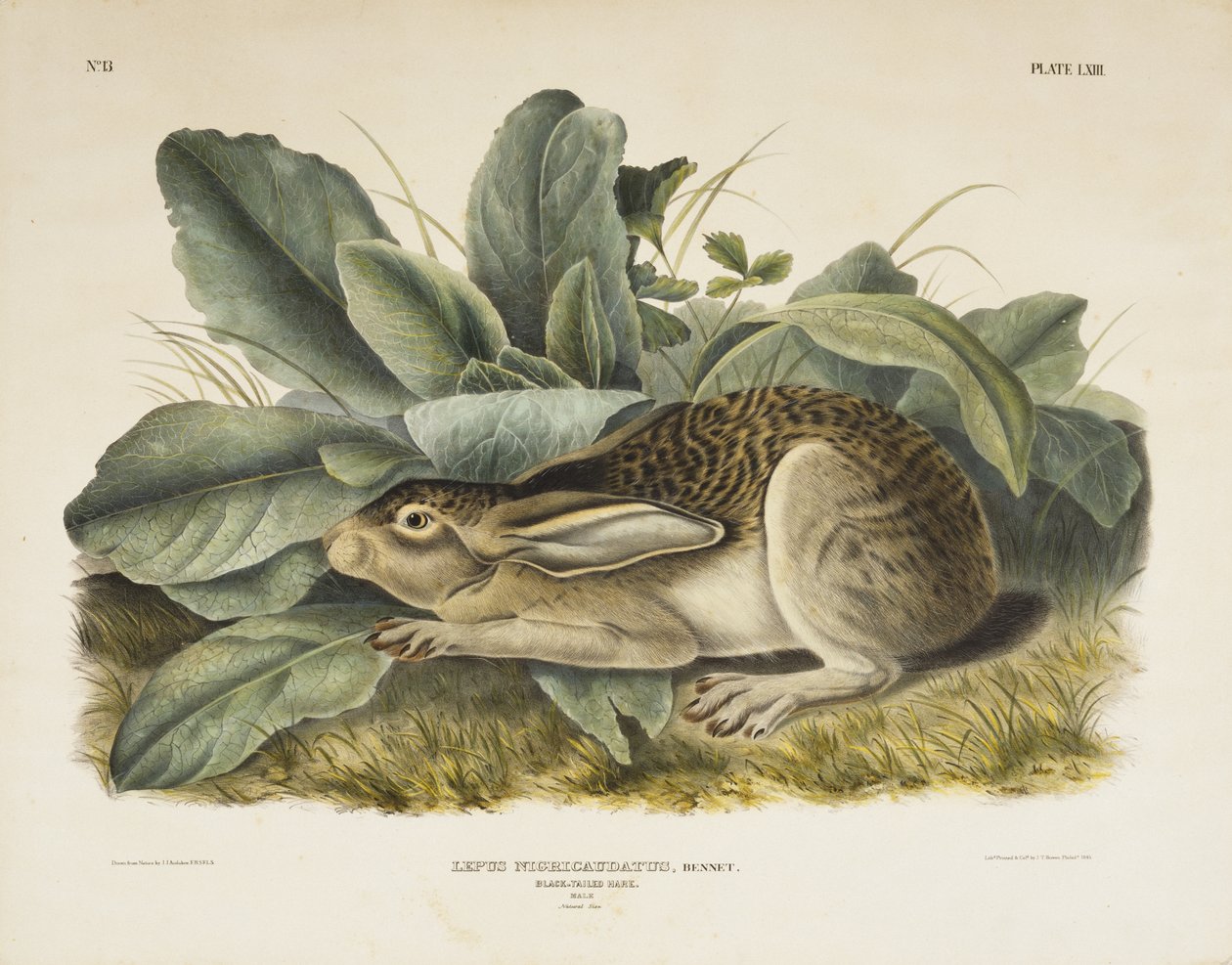 Feketefarkú nyúl, 1845 (kézzel színezett litográfia szőtt papíron) alkotó: John James after Audubon