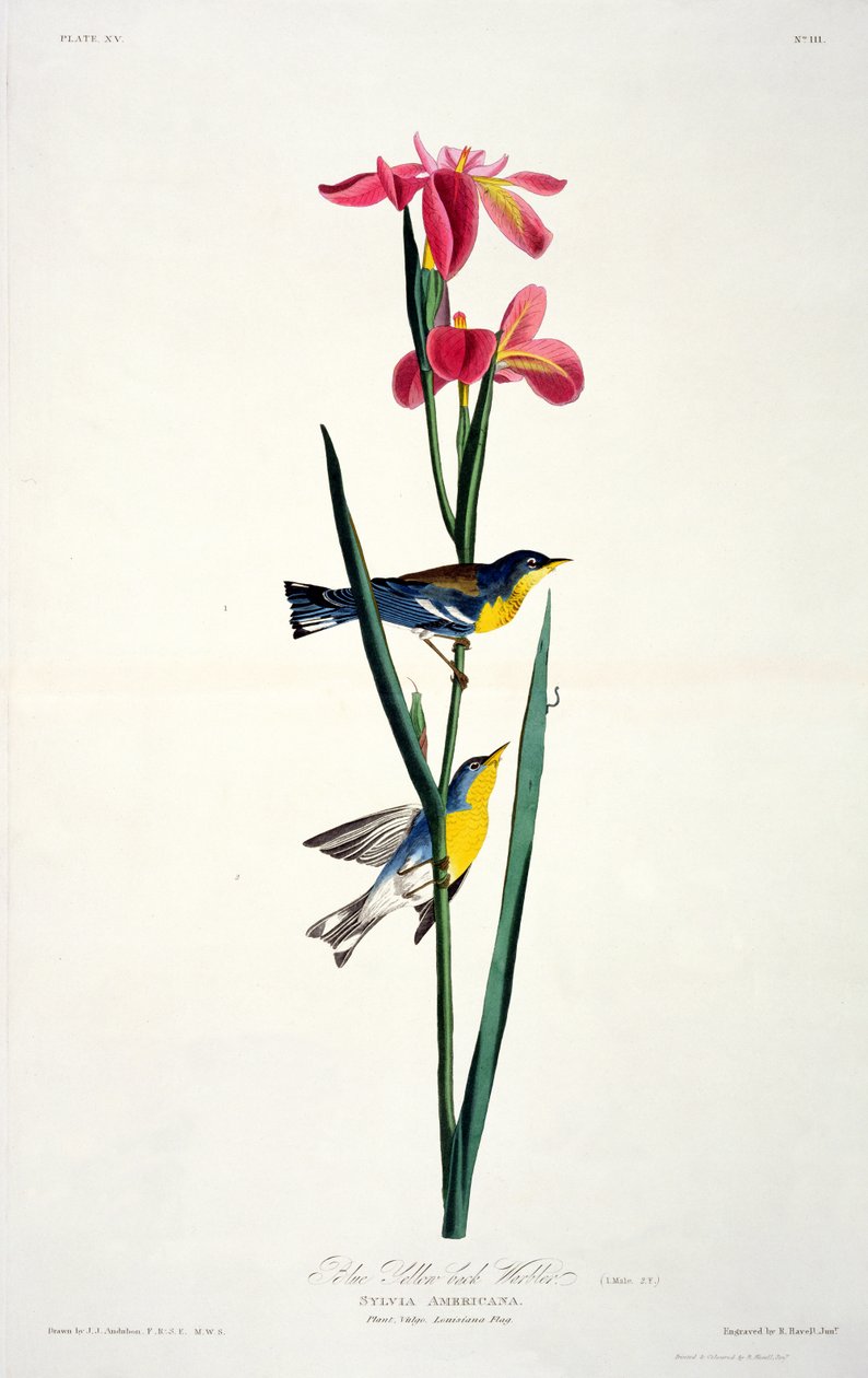 Kék sárga hátú poszáta, a Birds of America-tól, metszett: Robert Havell (1793-1878) alkotó: John James after Audubon