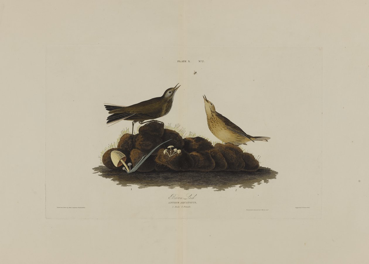 Brown Lark, a Birds of America-ból, metszett: Robert Havell (1793-1878) alkotó: John James after Audubon