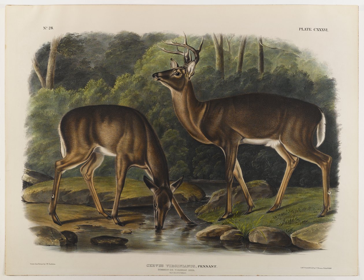 Common vagy Virginia Deer, metszett John T. Bowen (1801-c.1856) 1848 alkotó: John James after Audubon