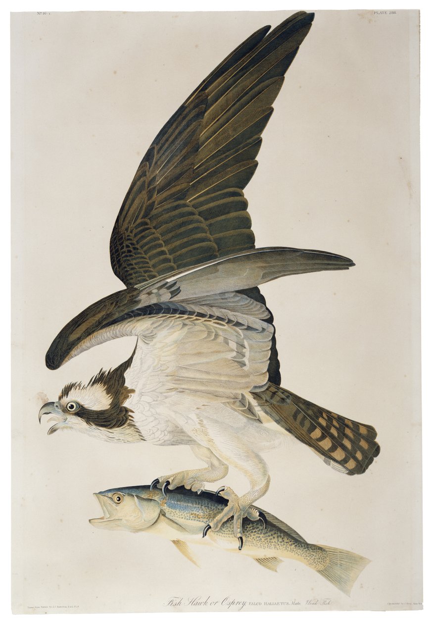 Halászsólyom vagy halászsólyom, Julius Bien (1826-1909) litográfiája, 1860 alkotó: John James after Audubon