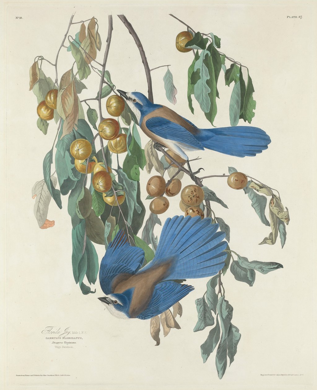 Florida Jays, 1830 alkotó: John James after Audubon