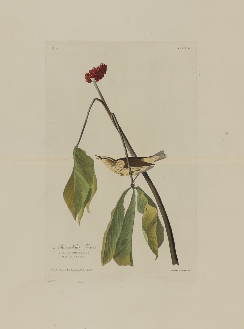Louisiana vízi rigó, a Birds of America-ból, metszett Robert Havell (1793-1878) alkotó: John James after Audubon