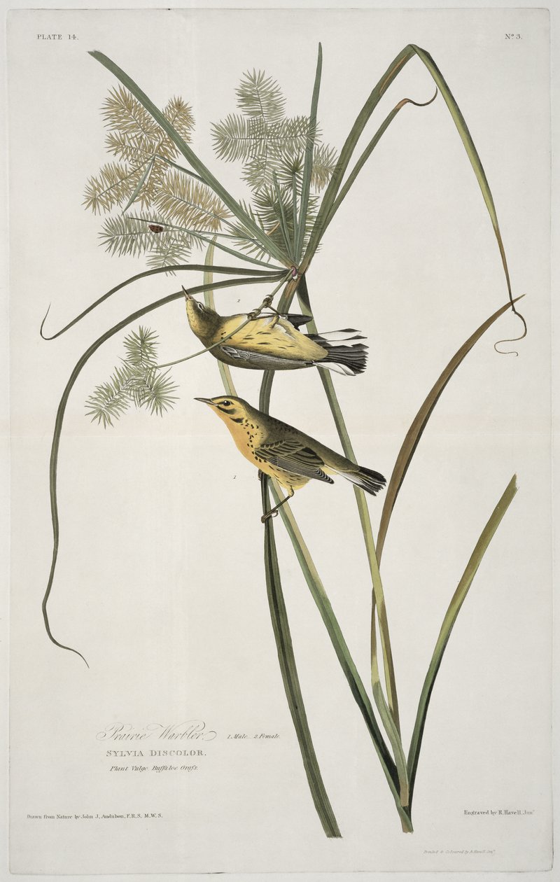 Prairie Warbler, a Birds of America-ból, vésette Robert Havell (1793-1878) alkotó: John James after Audubon