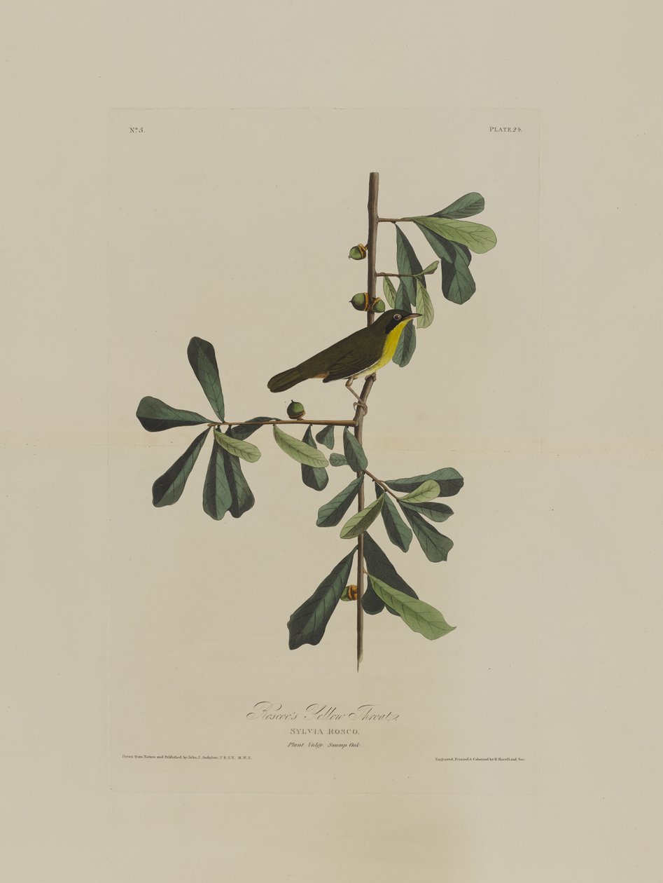 Roscoes Yellow Throat, a Birds of America-tól, metszett Robert Havell (1793-1878) alkotó: John James after Audubon