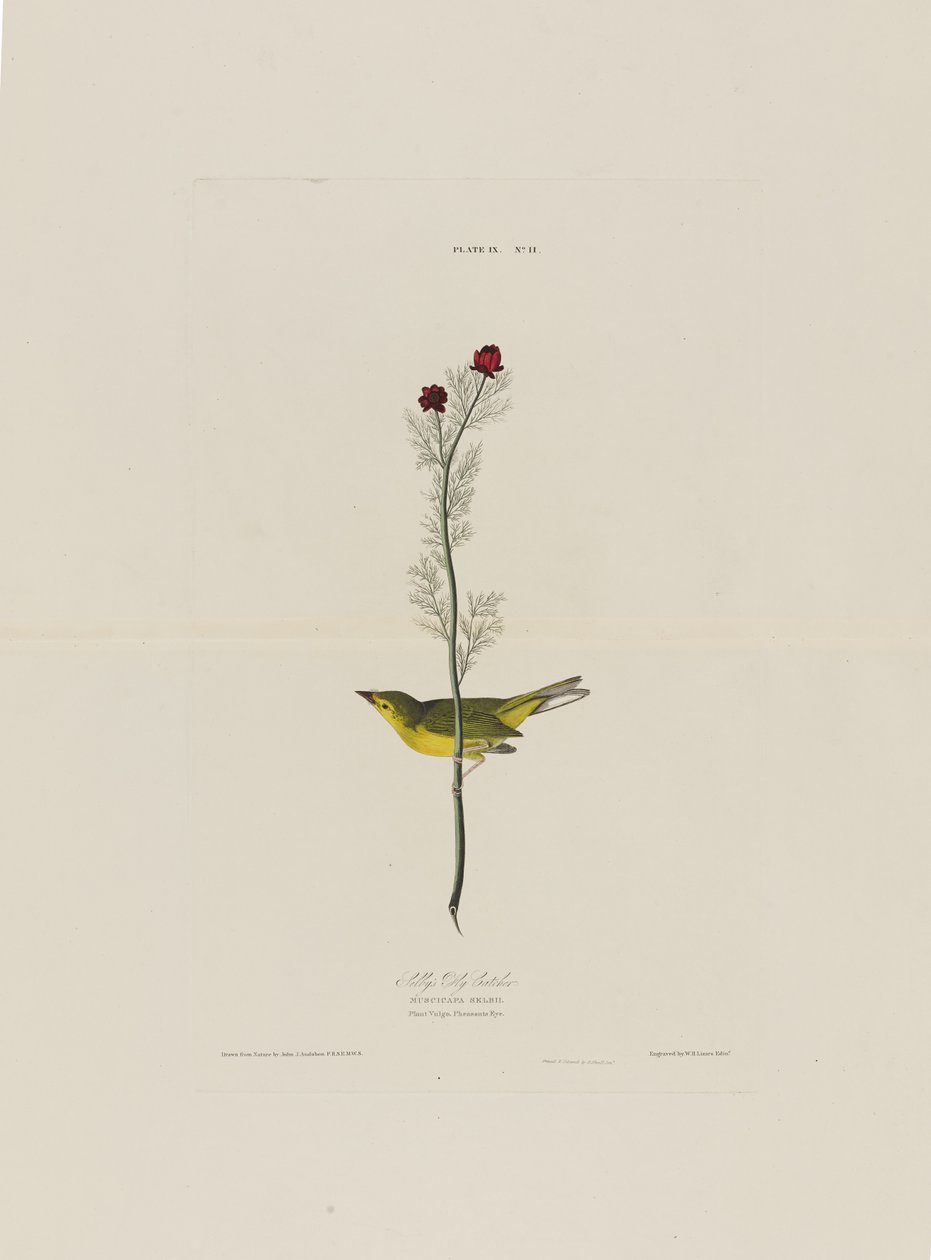 Selbys légyfogó, a Birds of America-ból, metszett Robert Havell (1793-1878) alkotó: John James after Audubon