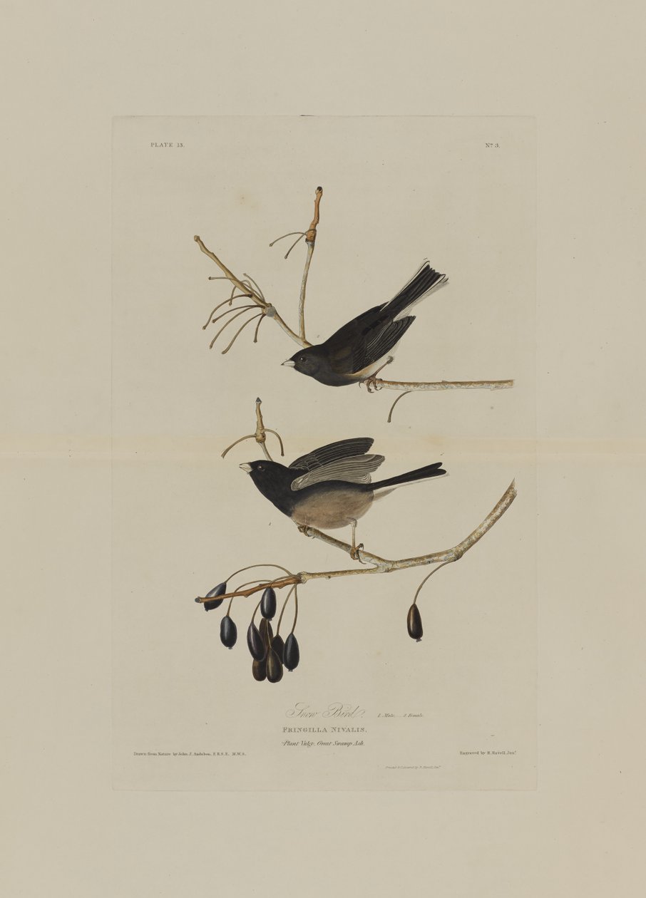 Hómadár, az Amerika madarai című kötetből, Robert Havell (1793-1878) metszete. alkotó: John James after Audubon