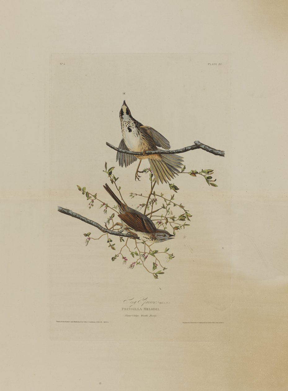 Song Sparrow, a Birds of America-ból, metszett: Robert Havell (1793-1878) alkotó: John James after Audubon