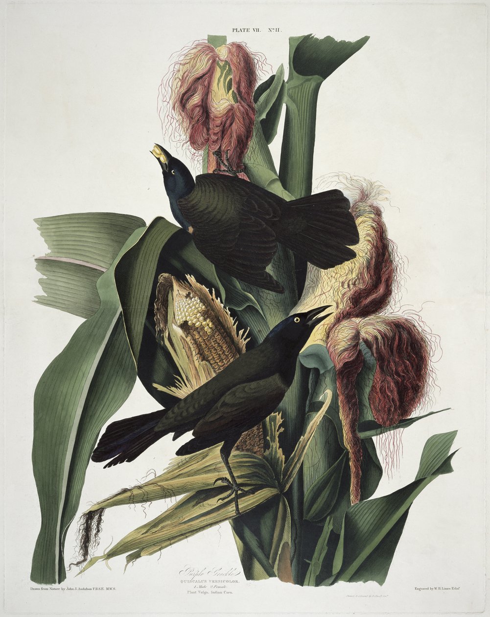 A Purple Grackle, a Birds of America-ból, metszett: Robert Havell (1793-1878) alkotó: John James after Audubon