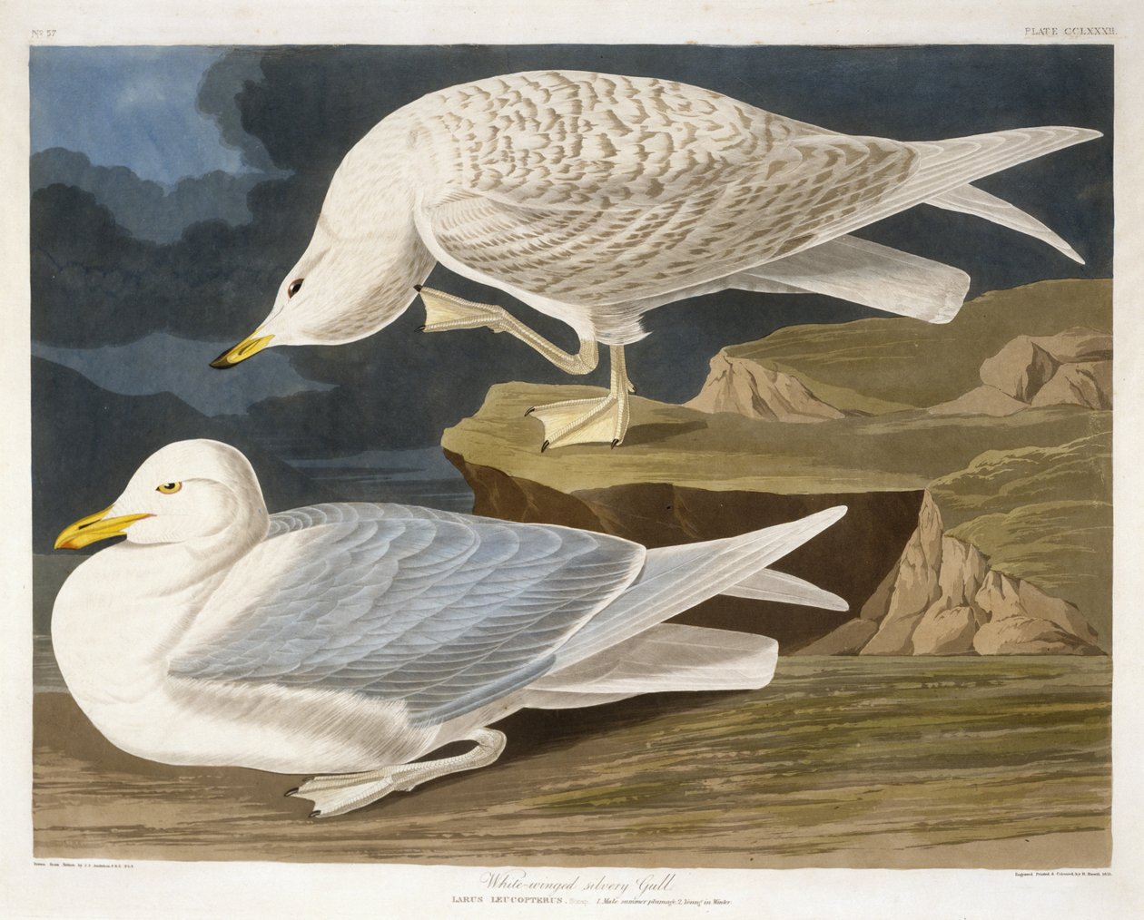 Fehérszárnyú ezüstsirály, vésette Robert Havell, Jr. (1793-1878), 1835 (kézzel színezett metszet) alkotó: John James after Audubon